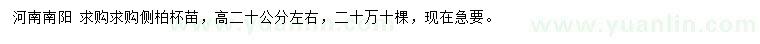 求購高20公分左右側(cè)柏