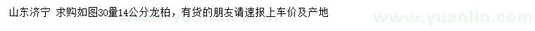 求購30量14公分龍柏