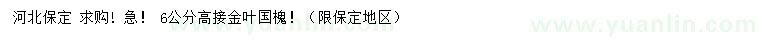 求購公分高接金葉國槐