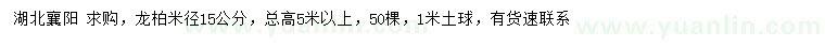 求購米徑15公分龍柏