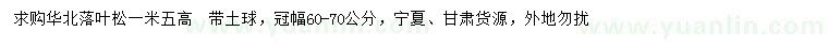 求購高1.5米落葉松