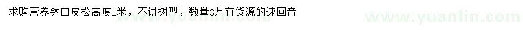 求購高度1米白皮松