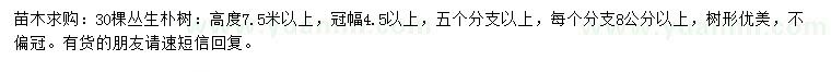 求購高度7.5米以上叢生樸樹
