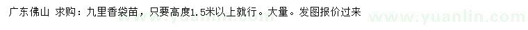 求購高度1.5米以上九里香