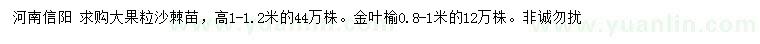 求購高1-1.2米沙棘苗、0.8-1米金葉榆