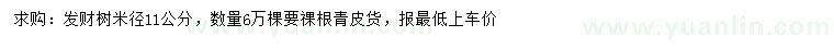 求購米徑11公分發(fā)財(cái)樹