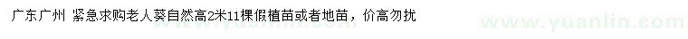 求購高2米老人葵