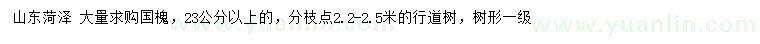求購23公分以上國槐