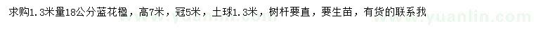 求購1.3量18公分藍花楹
