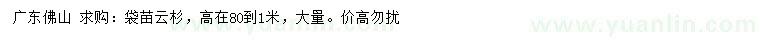 求購(gòu)高80-100公分云杉