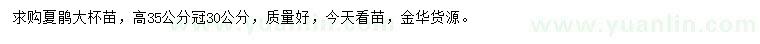 求購高35公分夏鵑