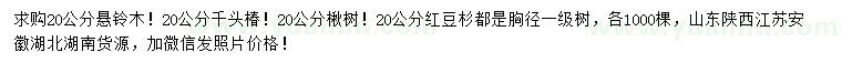 求購(gòu)懸鈴木、千頭椿、楸樹