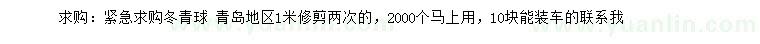 求購冬青球