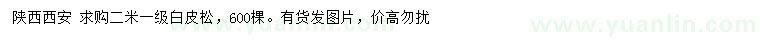 求購2米白皮松