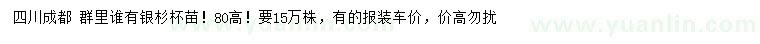 求購高80公分銀杉