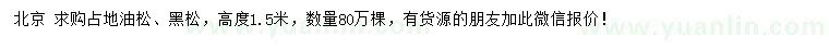 求購(gòu)高度1.5米油松、黑松