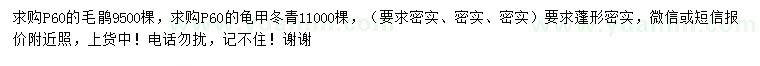 求購(gòu)冠幅60公分毛鵑、龜甲冬青