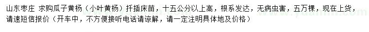 求購(gòu)高15公分以上瓜子黃楊（小葉黃楊）