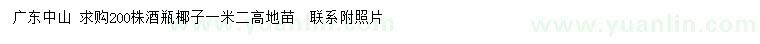 求購高1.2米酒瓶椰子