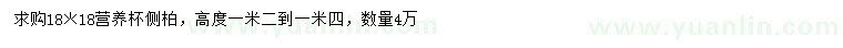 求購高度1.2-1.4米側柏