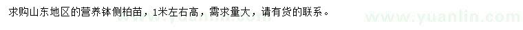 求購高1米左右側(cè)柏苗