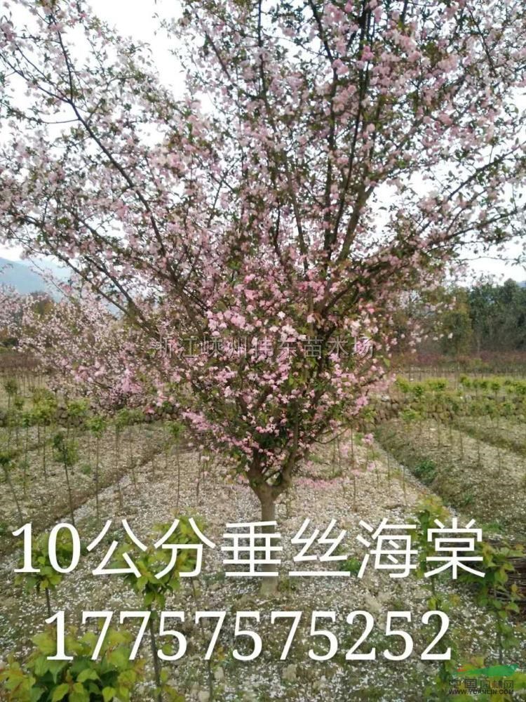 10公分垂絲海棠報價/浙江10公分垂絲海棠報價