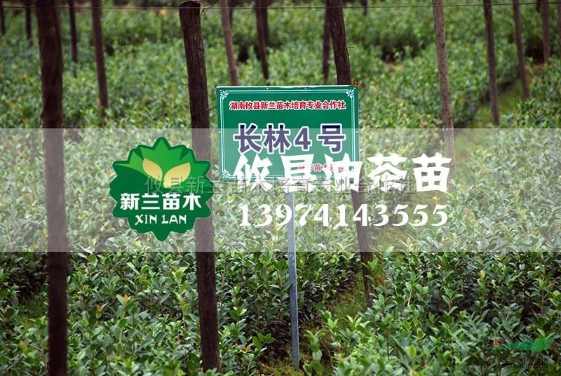 湖南長林4號油茶苗最新報價/長林4號油茶苗圖片