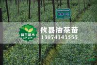 長林4號油茶苗2*新價格/長林4號油茶苗2報價