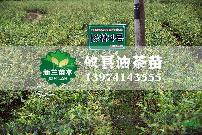 長林4號(hào)油茶苗2最新價(jià)格/長林4號(hào)油茶苗2報(bào)價(jià)