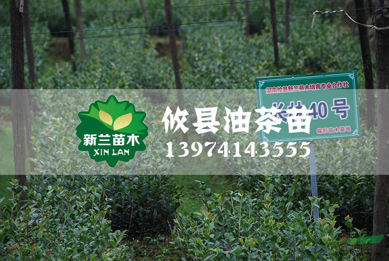 長(zhǎng)林40號(hào)油茶苗最新價(jià)格/長(zhǎng)林40號(hào)油茶苗報(bào)價(jià)