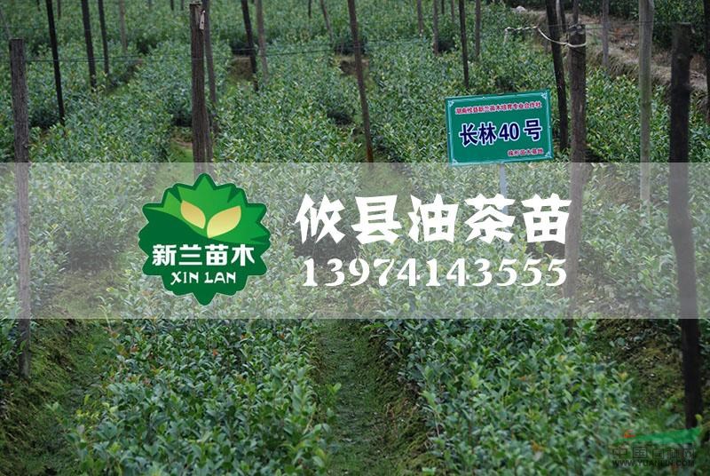 長(zhǎng)林40號(hào)油茶苗最新價(jià)格/長(zhǎng)林40號(hào)油茶苗報(bào)價(jià)