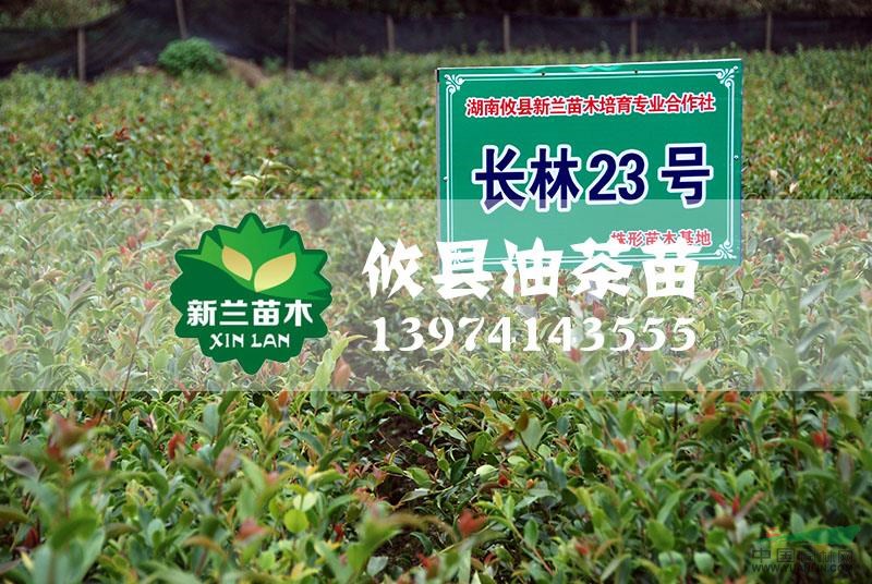 長林23號(hào)油茶苗圖片\長林23號(hào)油茶苗報(bào)價(jià)