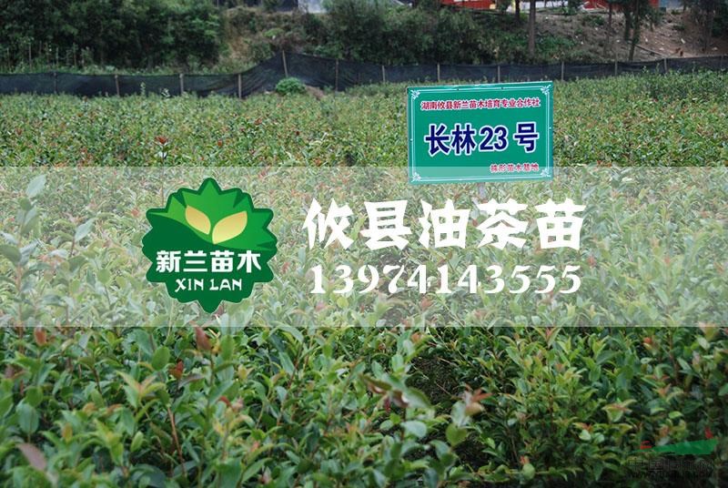 長林23號(hào)油茶苗圖片\長林23號(hào)油茶苗報(bào)價(jià)