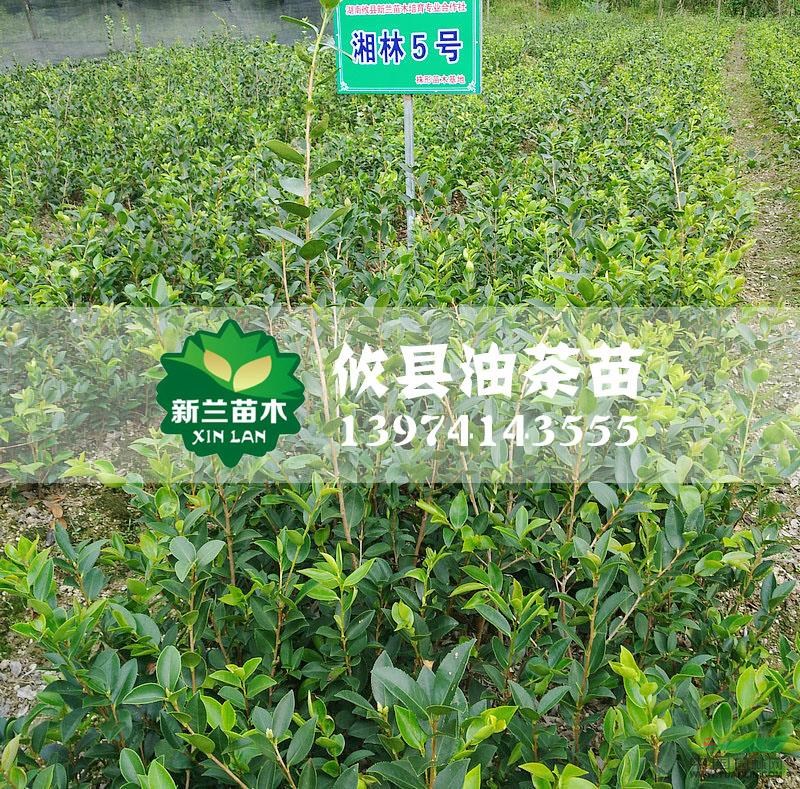 湖南湘林5號油茶苗最新報價/湘林5號油茶苗圖片