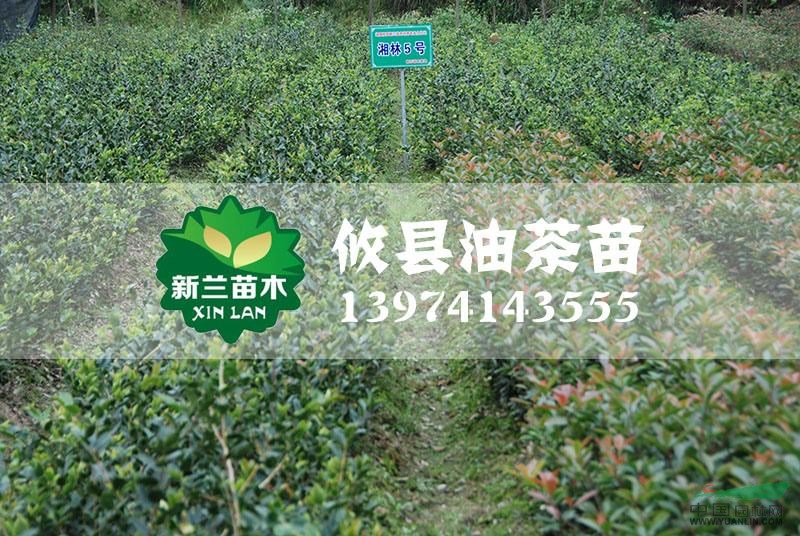 湖南湘林5號油茶苗最新報價/湘林5號油茶苗圖片