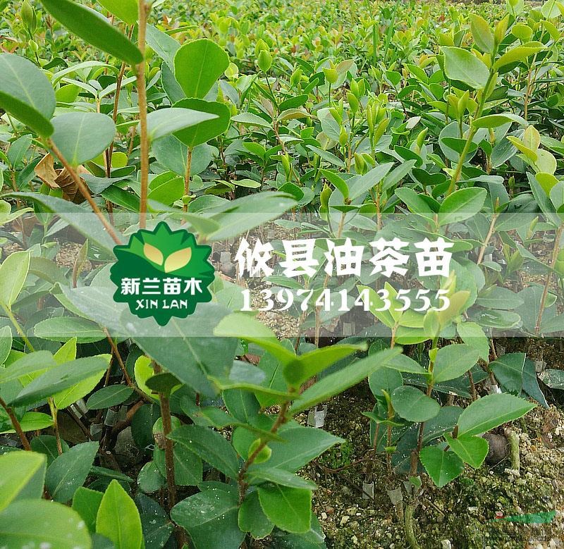 湖南湘林27號(hào)油茶苗信息