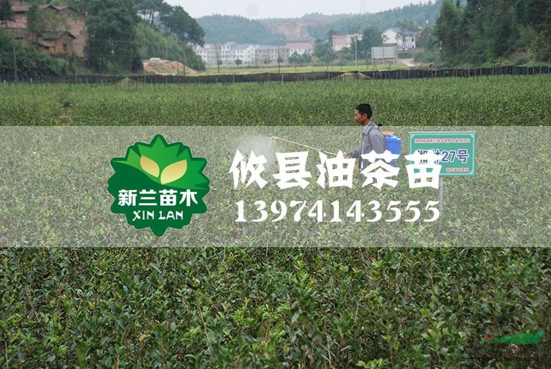 湖南湘林27號(hào)油茶苗信息