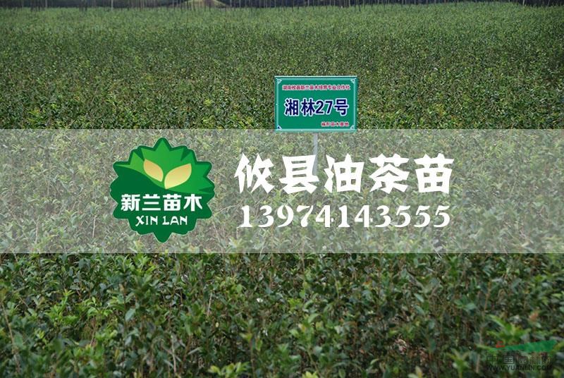 湘林27號油茶苗2供應/湘林27號油茶苗2圖片