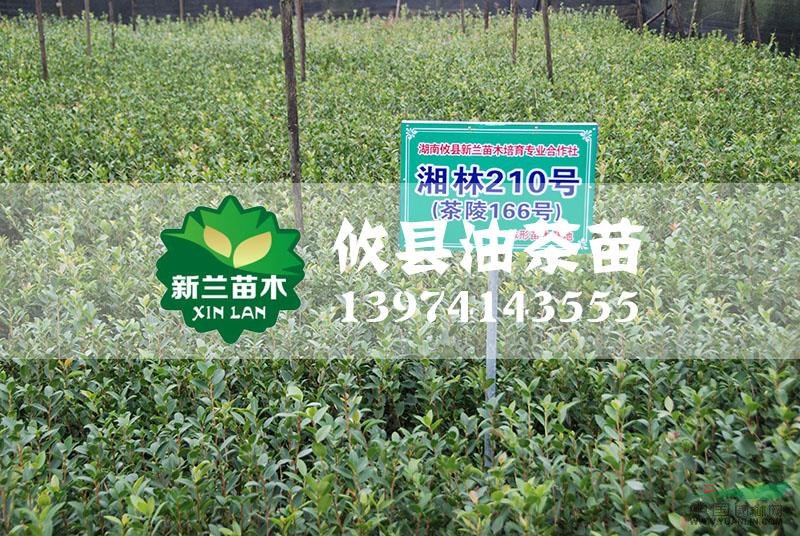 湘林210號(hào)油茶苗2最新價(jià)格/湘林210號(hào)油茶苗2報(bào)價(jià)