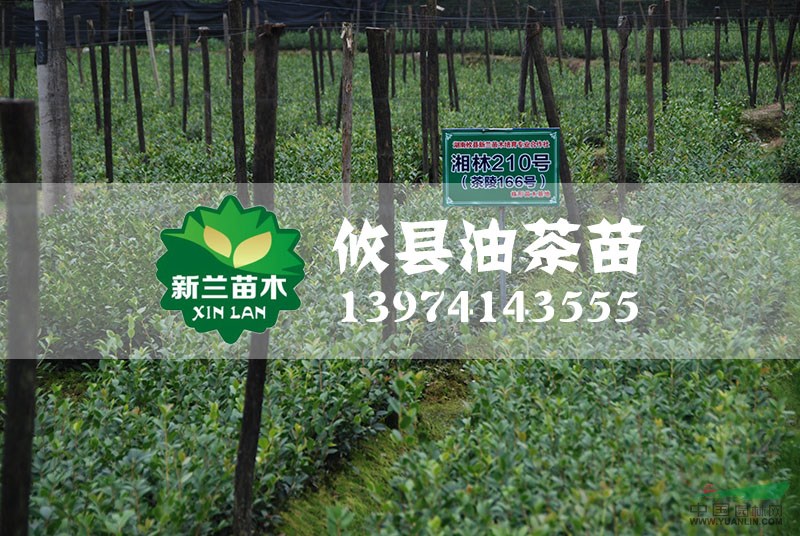 湘林210號(hào)油茶苗2最新價(jià)格/湘林210號(hào)油茶苗2報(bào)價(jià)