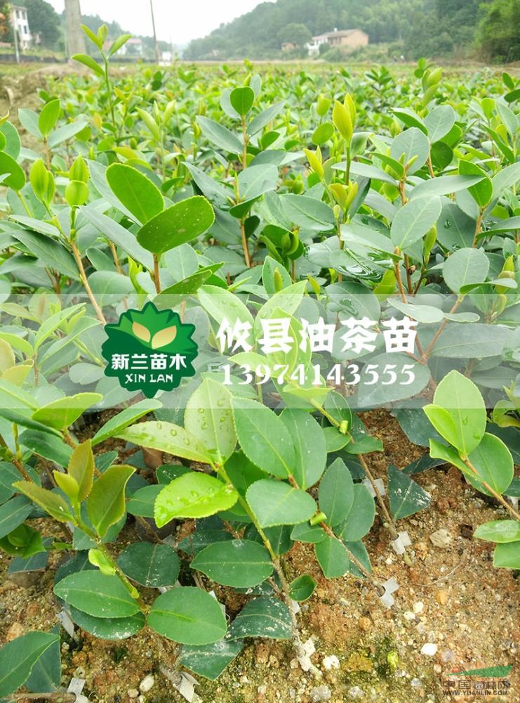 湖南油茶苗2信息