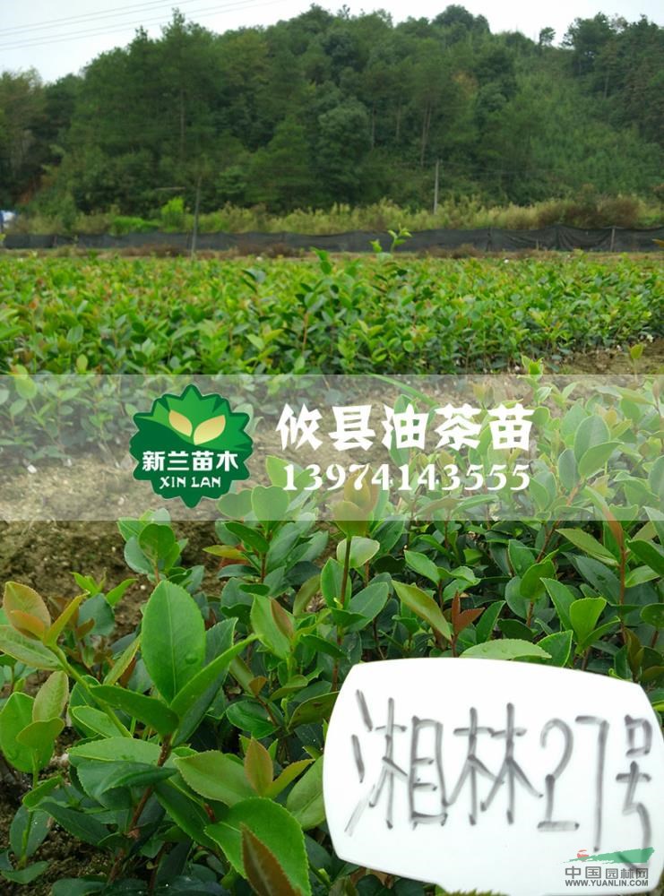 湖南油茶苗2信息