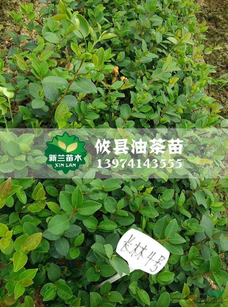 湖南油茶苗3信息