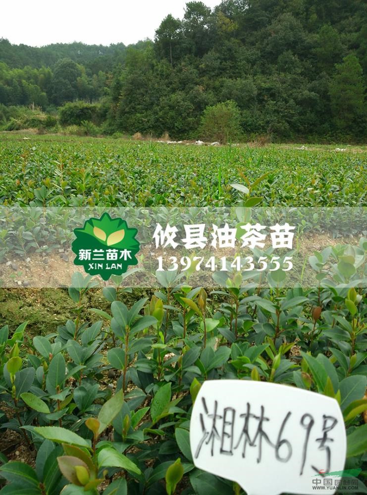 湖南油茶苗3信息