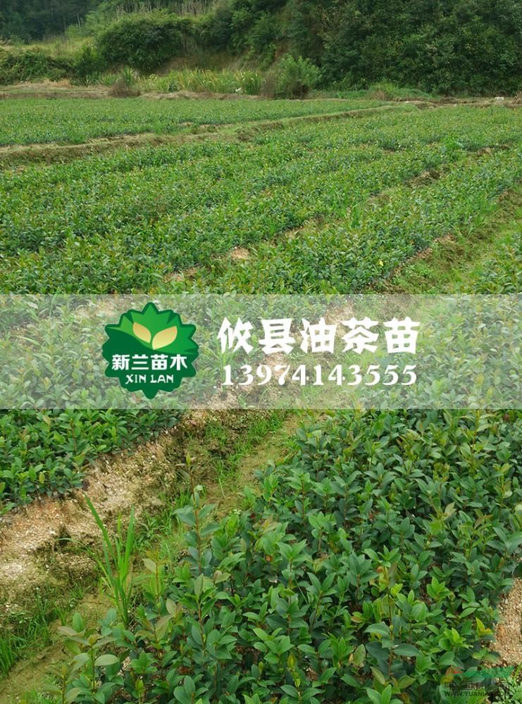湖南油茶苗4信息