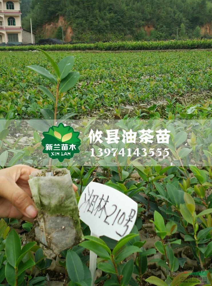 湖南油茶苗4信息