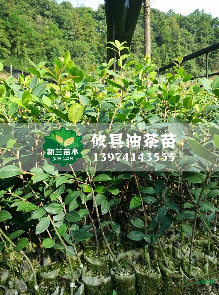 油茶苗5最新價格/油茶苗5報價