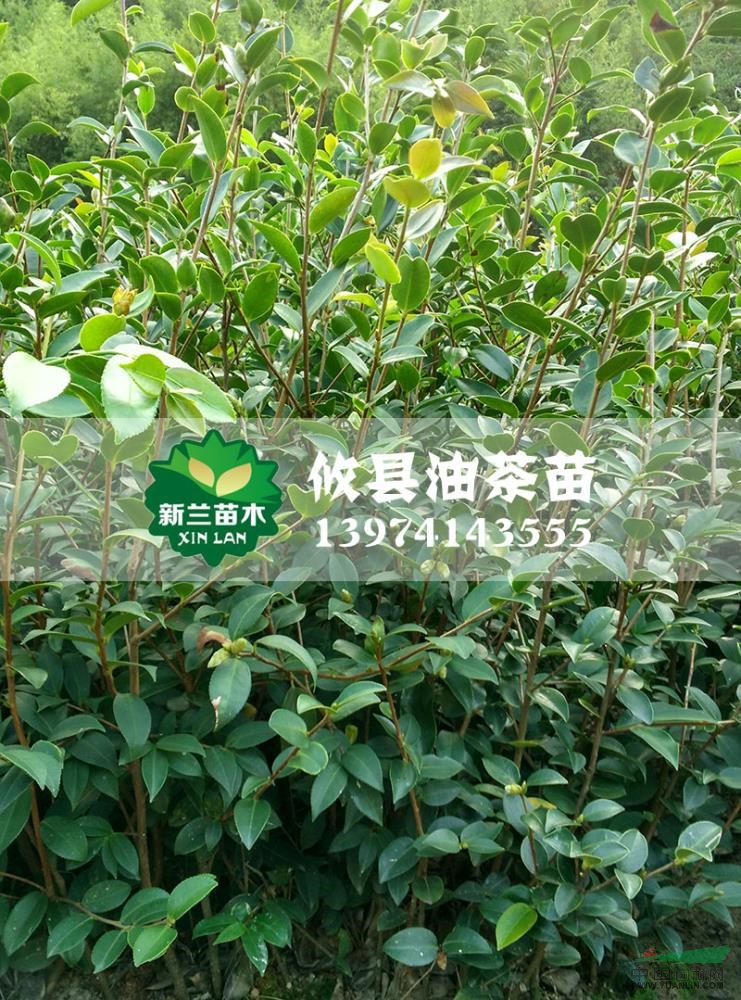 油茶苗7報價/湖南油茶苗7報價