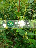 油茶苗7報(bào)價/湖南油茶苗7報(bào)價