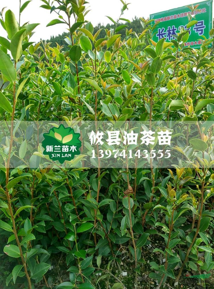 油茶苗7報價/湖南油茶苗7報價